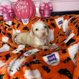 Layla - Cream female Dachshund puppy in Lake City, Florida from My Ditzy Doxies of Florida