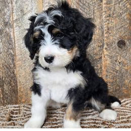 Bernedoodle, Goldendoodle, Poodle, and Sheepadoodle Puppies from Kerr Kanine Ranch