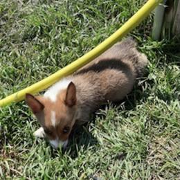 Pembroke Welsh Corgi Puppies from JD's Corgi Kennel