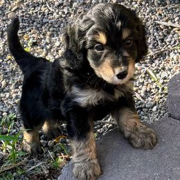 Black Phantom, Male Three - Black phantom male Aussiedoodle puppy in Parma, Idaho from Arena Valley Acres