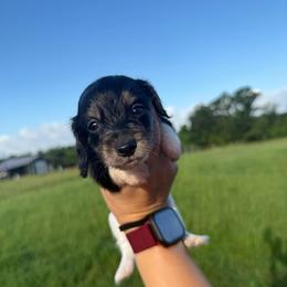 DRM3 black cream or tan - Black and cream male Dachshund puppy in Carthage, Texas from Rafter C Ranch Doxies