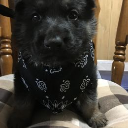 German Shepherd Puppies from Hacker Haus GSDs