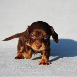 AKC Lucky - Chocolate and tan male Dachshund puppy in Billings, Missouri from Bundles of Joy
