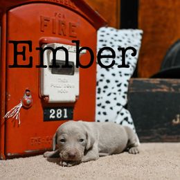 Ember - Silver gray female Weimaraner puppy in Talking Rock, Georgia from North Georgia Weims