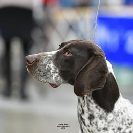 German Shorthaired Pointer All Grown Up from Windward German Shorthaired Pointers