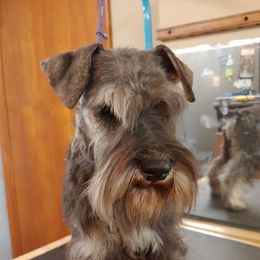 Calvin - Miniature Schnauzer
