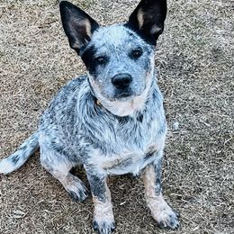 Australian Cattle Dog and French Bulldog Puppies from Sugarloaf French bulldogs and Australian cattle dogs