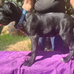 Koda, Girl 2 - Cane Corso puppy from K9 Guardian Cane Corso