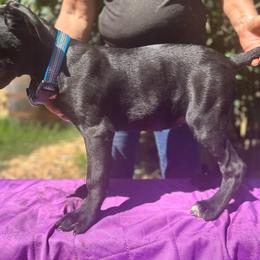 Koda, Girl 2 - Cane Corso puppy from K9 Guardian Cane Corso