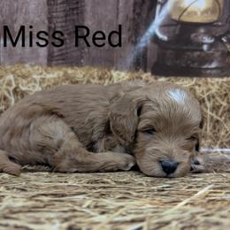 Miss Red - Red  female Goldendoodle puppy in Lebanon, Pennsylvania from Robertson's Retrievers and Doodles