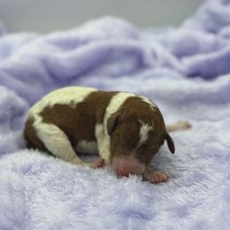 Boston Crème - Brown and white male Sheepadoodle puppy in Greeneville, Tennessee from Smokey Mountain Sheepadoodles