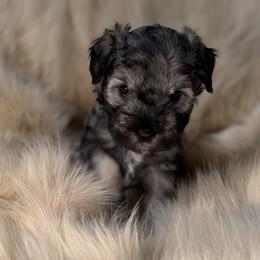 Wolfgang (Wolfie) - Salt and pepper male Miniature Schnauzer puppy in Los Angeles, California from Birkin’s Miniature Schnauzers