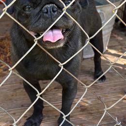 Shadow - Black male Pug puppy in Liberty, South Carolina from Garrick’s Precious Pugs
