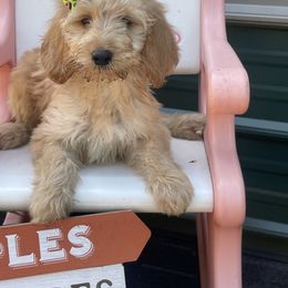 Shelby - Apricot female Irish Doodle puppy in Home, Pennsylvania from Plum Creek Acres Next Generation