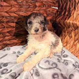 Snowflake - Parti female Poodle puppy in Osage Beach, Missouri from Pups Are Us