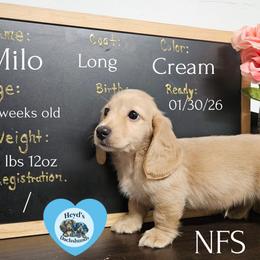 Milo - Cream male Dachshund puppy in Hoquiam, Washington from Heyd's Mini Dachshunds