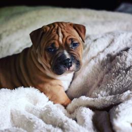 American Staffordshire Terrier Puppies from America's Best