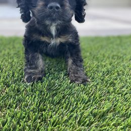 Girl 2 - Black and white female Cocker Spaniel puppy in Renton, Washington from Cam’s Cockers