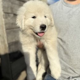 Dark purple collar girl - White female Maremma Sheepdog puppy in Swanton, Ohio from Old Orchard Maremmas