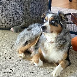 Piper - Australian Shepherd