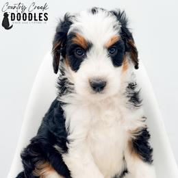 Aiden - male Australian Mountain Doodle puppy in Tipton, Indiana from Country Creek Doodles