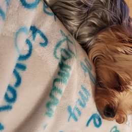 Yorkshire Terriers from Our Yorkie Life