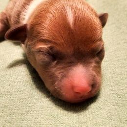 Miniature American Shepherd, Miniature Australian Shepherd, and Rat Terrier Puppies from Rocking 4C
