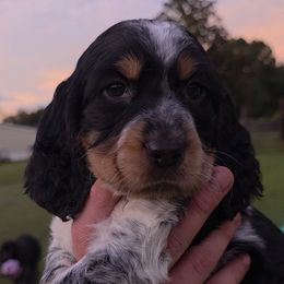 Bethel - Tri-Roan female English Springer Spaniel puppy in Florida from Thunderbird Springers