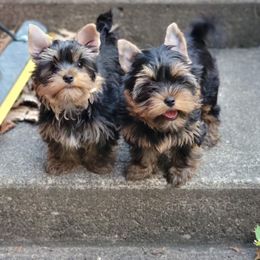 Great Dane and Yorkshire Terrier Puppies from Chuck City Danes & Yorkies