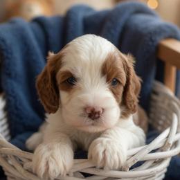 Biscuit - White male Cavapoo puppy in Ormond Beach, Florida from Florida Coast Doodles