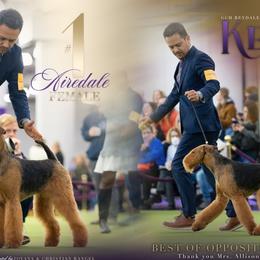 Keala - Airedale Terrier