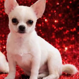 Chihuahua puppies from Cranbrook Kennels