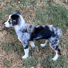 Miniature Australian Shepherds from Wild West Aussies