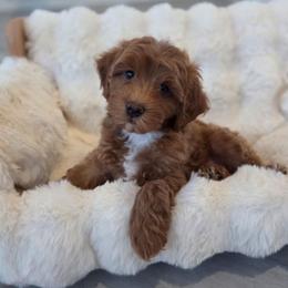 Aston martin - Red male Aussiedoodle puppy in North Royalton, Ohio from Johnson's Doodles