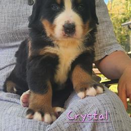 Crystal - Black rust and white female Bernese Mountain Dog puppy in Auburn, Indiana from Swamp Creek Berners
