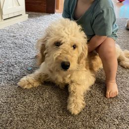 Peaches - Goldendoodle
