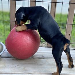 French Bulldog and German Pinscher Puppies from Dream Dior Frenchies & Chapel Heights German Pinschers