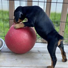 French Bulldog and German Pinscher Puppies from Dream Dior Frenchies & Chapel Heights German Pinschers