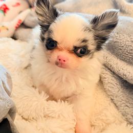Chihuahua Puppies from Dreamy Divine Chihuahuas