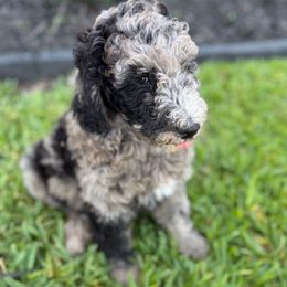 Stormy - Merle female Bernedoodle puppy in Tomball, Texas from Ruthy's Bernedoodles