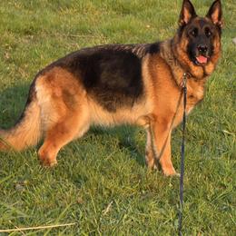 German Shepherd All Grown Up from Beau Ideal German Shepherds
