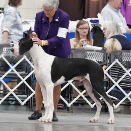 Great Dane All Grown Up from Runa Danes
