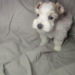 Red and white boy - Parti male Miniature Schnauzer puppy in Calera, Alabama from Burnett Cove Kennels