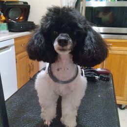 Dolly - Poodle