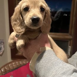 Dachshund Puppies from Loveland Doxies