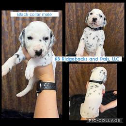Black Collar Male - White and black male Dalmatian puppy in Colome, South Dakota from KB Ridgebacks and Dals, LLC