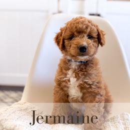 Jermaine - Red  male Goldendoodle puppy in Melba, Idaho from KZ Doodles