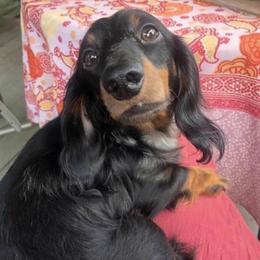 Thunder - Dachshund