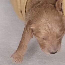 Girl 4 - Double Doodle puppy in Georgia from Snug-a-Doodles