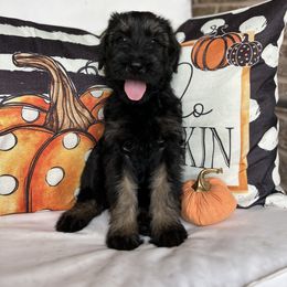 Giant Schnauzer and Miniature Schnauzer Puppies from Hillside Kennels